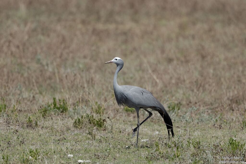 Blue Craneadult