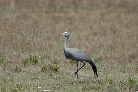 Blue Crane