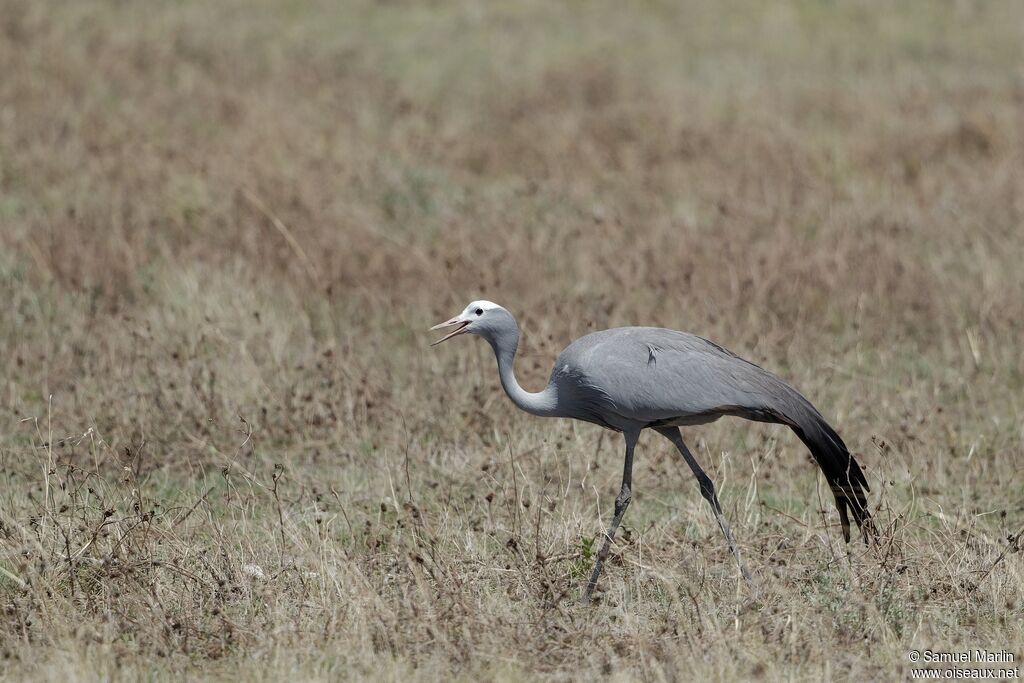 Blue Craneadult