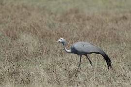 Blue Crane