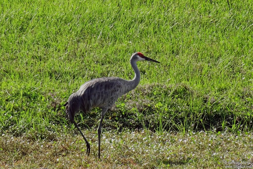 Sandhill Craneadult