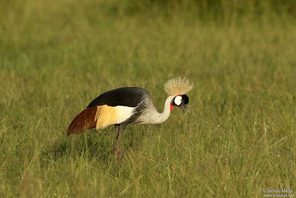 Grey Crowned Craneadult