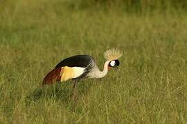 Grey Crowned Crane