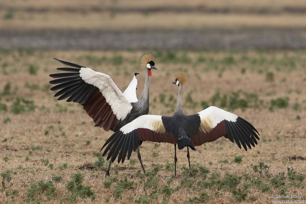 Grey Crowned Craneadult, courting display