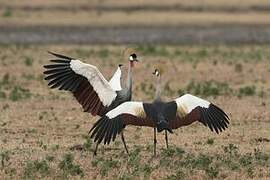 Grey Crowned Crane