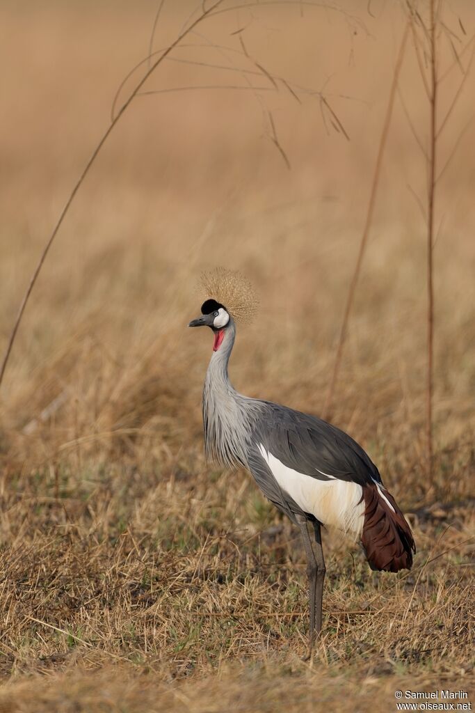 Grey Crowned Craneadult