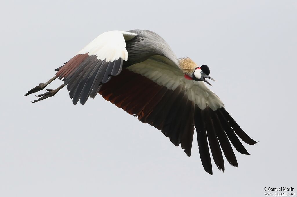 Grey Crowned Craneadult, Flight