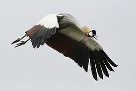 Grey Crowned Crane