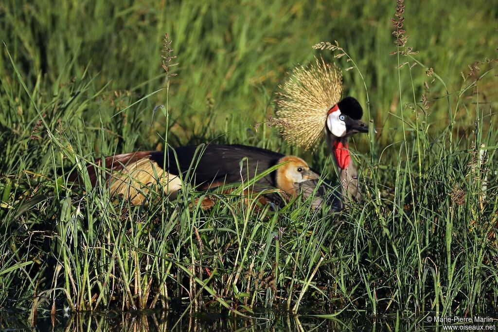 Grey Crowned Crane