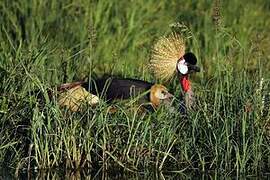 Grey Crowned Crane