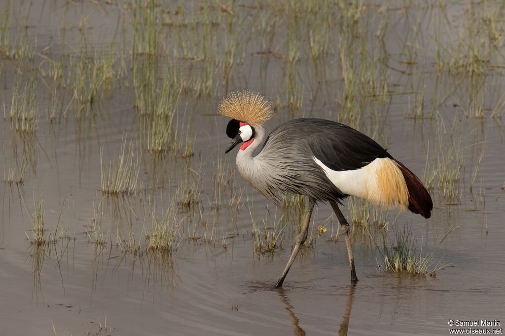 Grey Crowned Craneadult