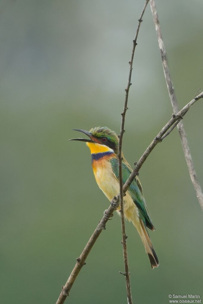 Guêpier à collier bleu