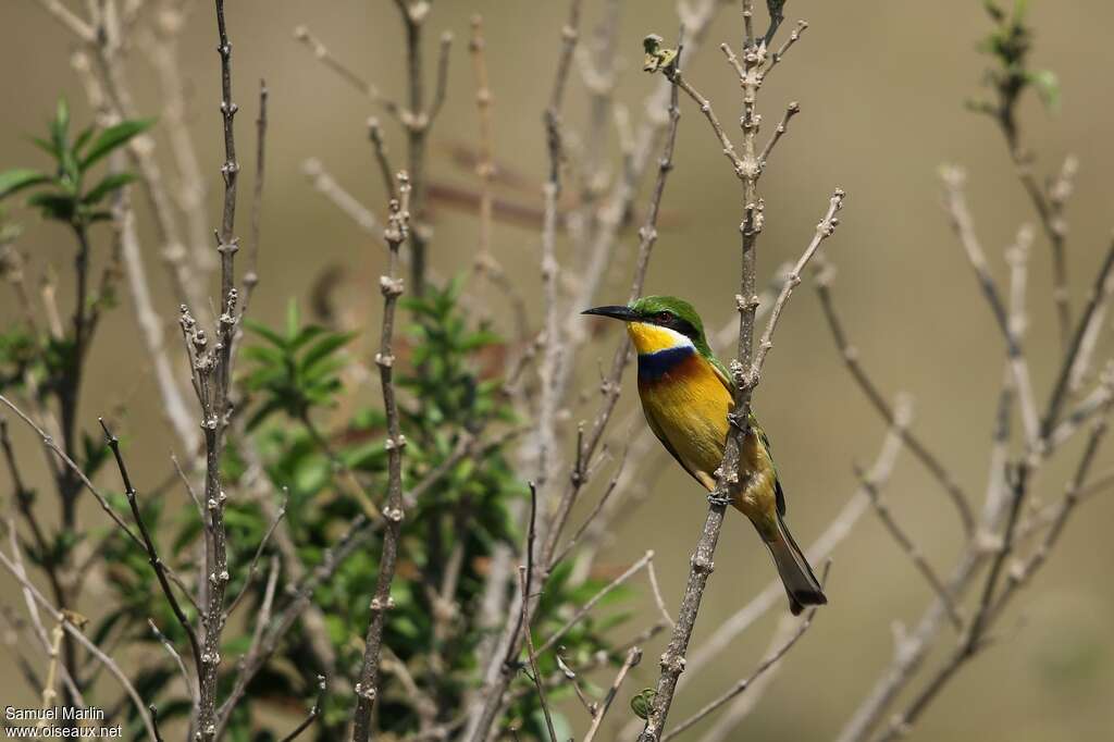 Blue-breasted Bee-eateradult, identification