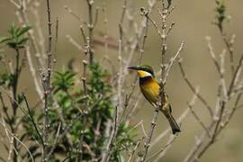 Blue-breasted Bee-eater