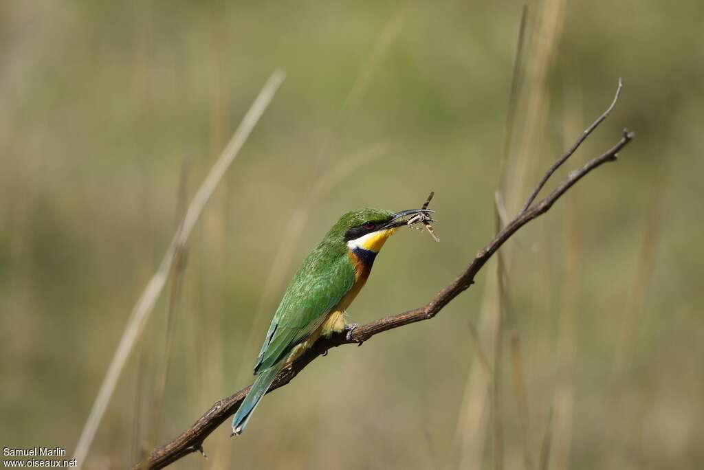 Blue-breasted Bee-eateradult, fishing/hunting, eats