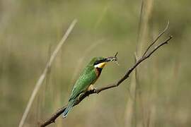 Blue-breasted Bee-eater