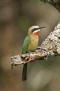 White-fronted Bee-eater