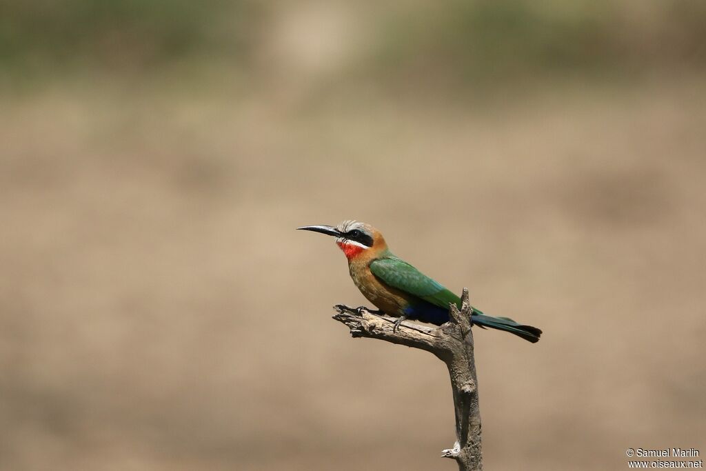 White-fronted Bee-eater