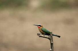 White-fronted Bee-eater