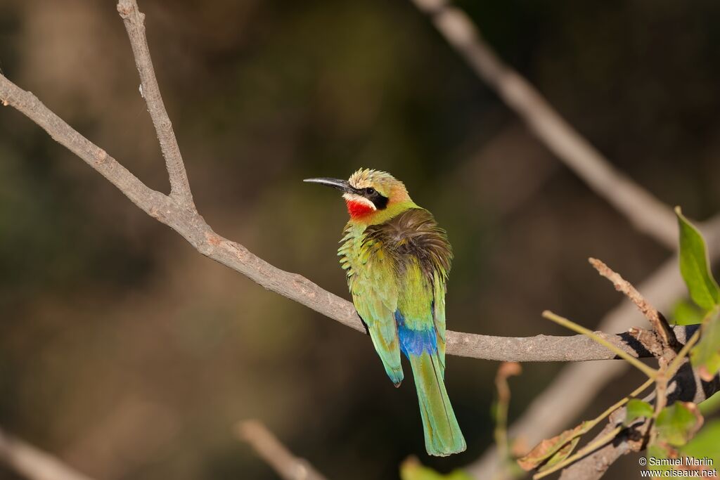 White-fronted Bee-eateradult