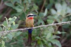 White-fronted Bee-eater