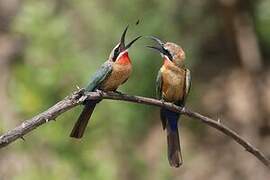 White-fronted Bee-eater