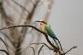 White-fronted Bee-eater