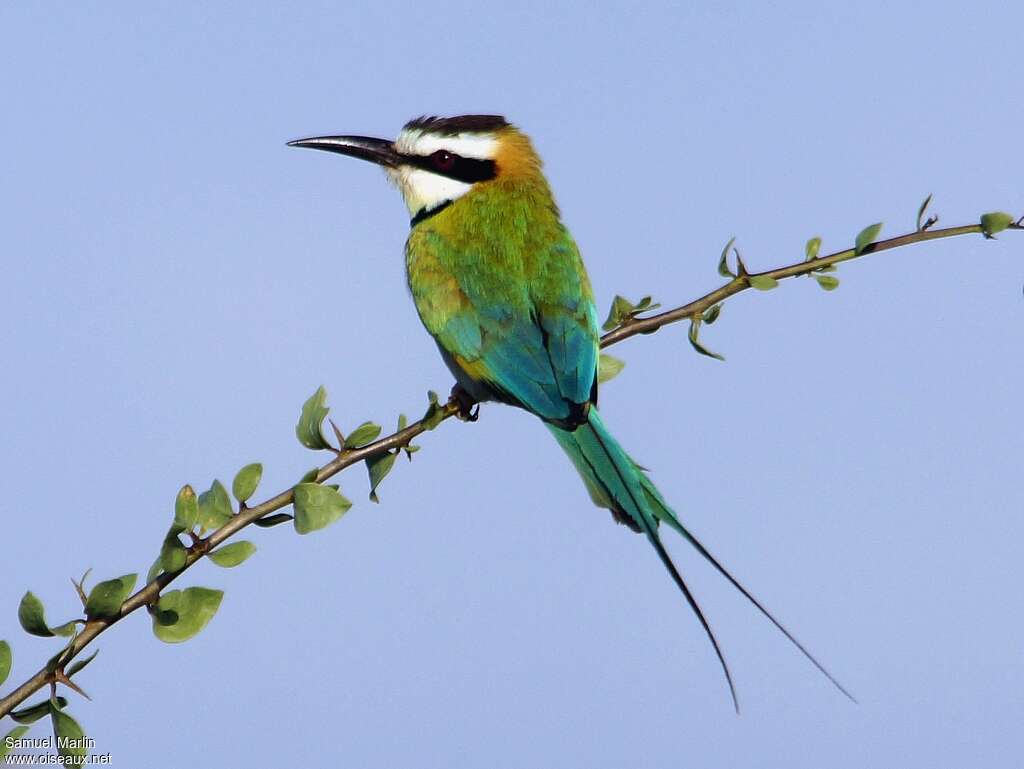 White-throated Bee-eateradult