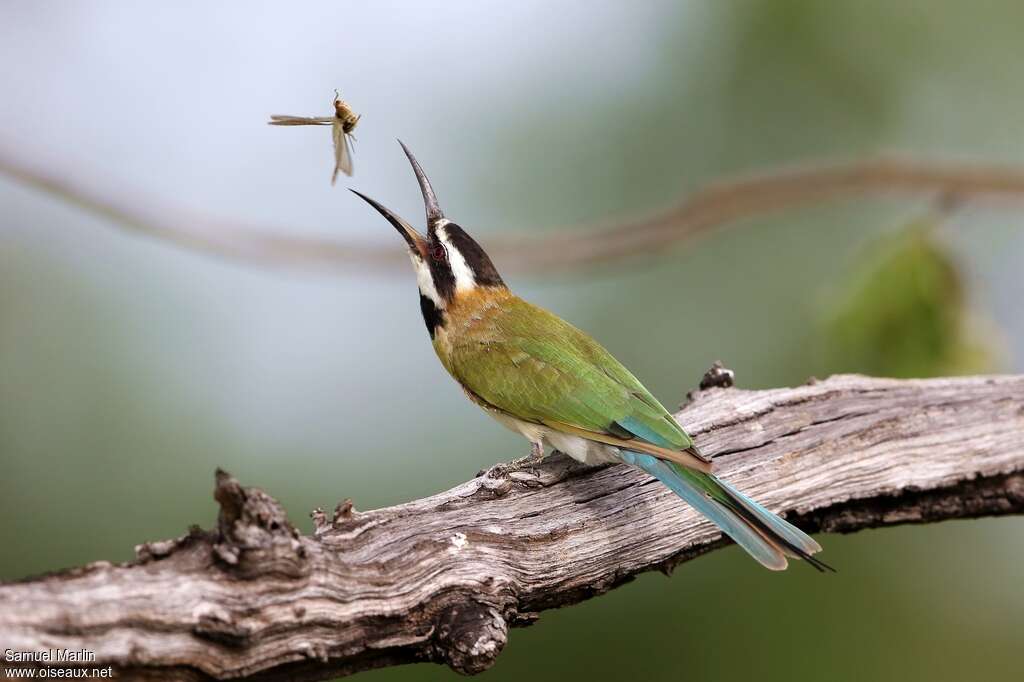 White-throated Bee-eateradult, feeding habits