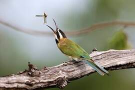 White-throated Bee-eater