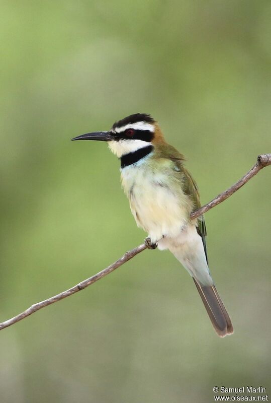 White-throated Bee-eater male adult