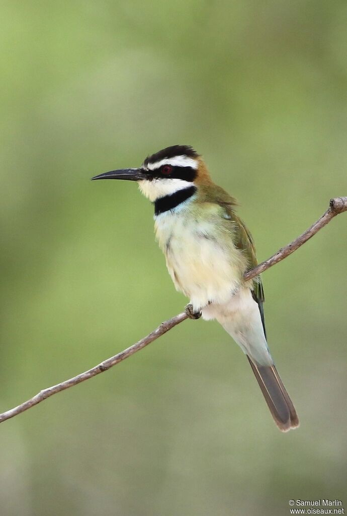 White-throated Bee-eater male adult