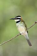 White-throated Bee-eater