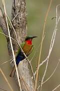 Red-throated Bee-eater