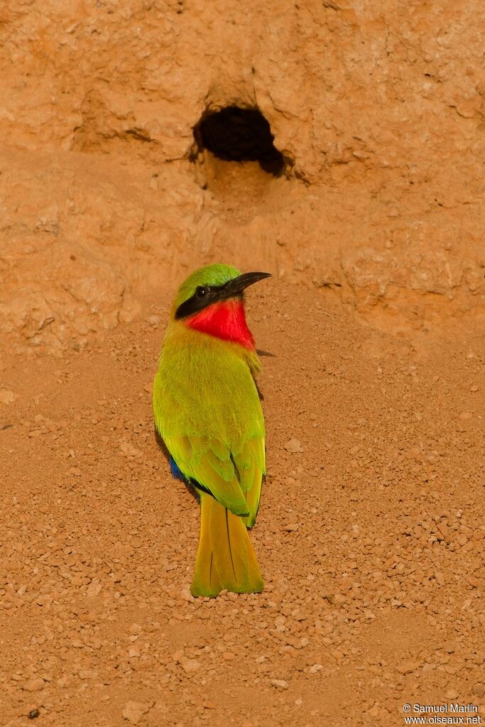 Red-throated Bee-eateradult