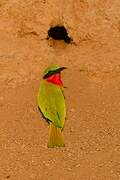 Red-throated Bee-eater