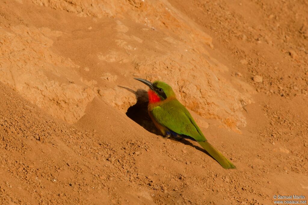 Red-throated Bee-eater