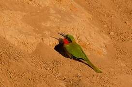 Red-throated Bee-eater