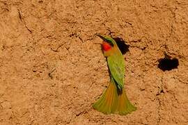 Red-throated Bee-eater