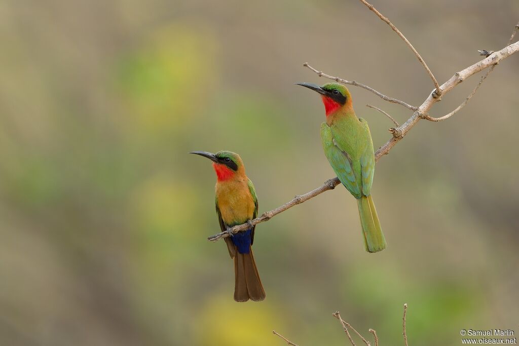 Red-throated Bee-eateradult