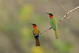 Red-throated Bee-eater