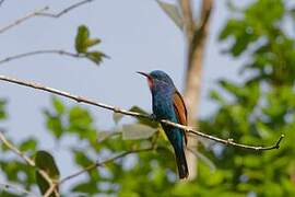 Blue-moustached Bee-eater