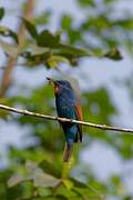 Blue-moustached Bee-eater