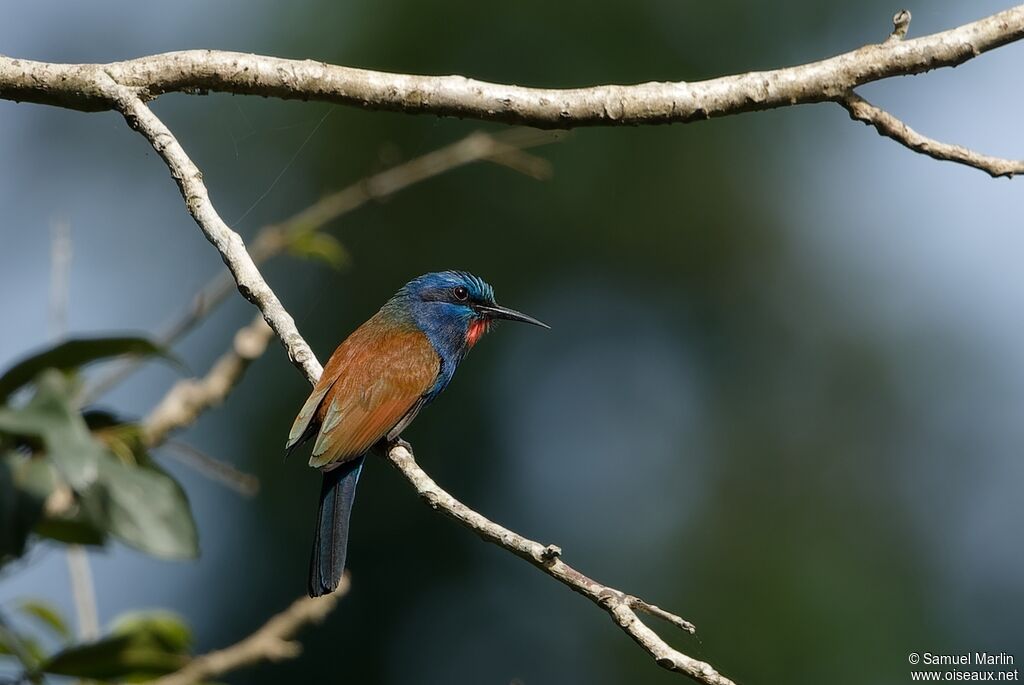 Blue-moustached Bee-eater