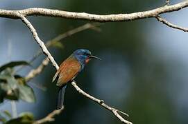 Blue-moustached Bee-eater