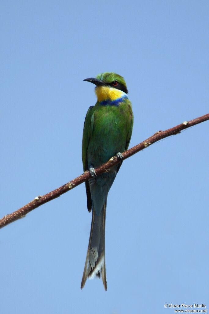 Swallow-tailed Bee-eateradult