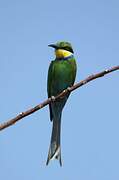 Swallow-tailed Bee-eater