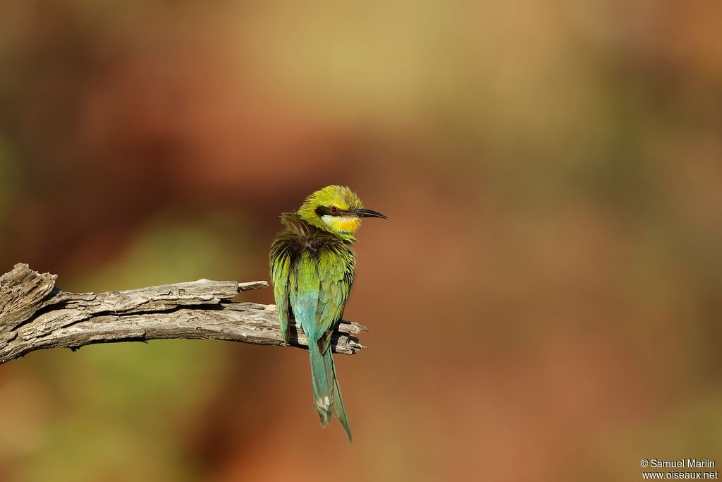 Swallow-tailed Bee-eateradult