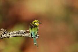 Swallow-tailed Bee-eater