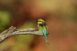 Swallow-tailed Bee-eater